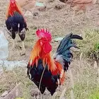 ديك بلدي تراث