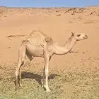 للبيع قعود ولد مزعل السعيداني أمه مهجنه منتجه