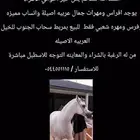 يوجد افراس ومهرات خط جمال للبيع في خميس مشيط