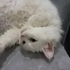 قطط