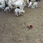 لبيع ماعز