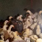 صوص شامو ياباني للبيع