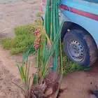 نخيل للبيع عربي وزينه بجميع أنواعه ومقاساته المختلفه