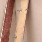 حلوق خشب للبيع