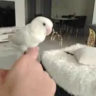 روز أنثى أليف ابيظ على بنفسجي متكلم