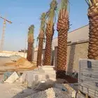 نخيل عربي ونخل واشنطونياء وشجر زيتون