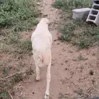 للبيع كبش رفيدي شحم ولحم