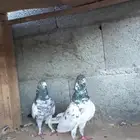 حمام باكستاني