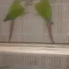 زوج كنيور منتج