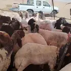 حلاق غنم مكينه
