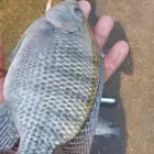 اسماك للبيع من 400جرام لين 600حرام للبيع