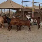 معزاء محايليات دهم
