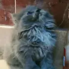 قطه هاف بيكي بيور للبيع