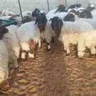 غنم نعيمي بلدي