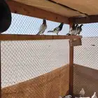 حمام باكستاني وصنعاني منتج