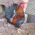دجاج عربي أصيل
