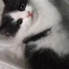 للبيع قطه شيرازي بعمر شهرين
