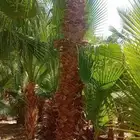 نخل عربي وواشنطنيا وأشجار الزينه