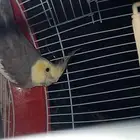 ذكر كروان باستل فيس