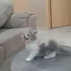 قطه   للبيع   انثى   شيرازي   العمر شهرين واسبوع