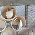 حمام زوج كنق مع شيرازي وذكر حب رمان