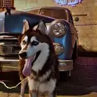 هاسكي للبيع