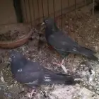 طبتين رام بوري بيور دم صافي 4 حبات كل اثنين اخوان