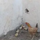 دجاجه مفرخه