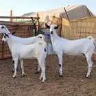 ثلاث جفااار بيشيات صنف الصنف