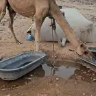 ناقه تتم البيع