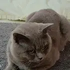 ذكر سكواتش للتبني مأخذ جميع التطعيمات ومعاه دفتر التطعيمات