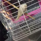 كناري اربي منتج فقص جديد َكبير 350 ريال