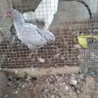 دجاج قزم كوشوما