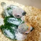 فرخين صن كنيور ( شمسي )