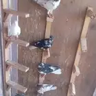 حمام شامي كش