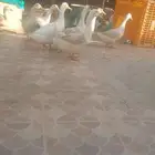 بط بكين