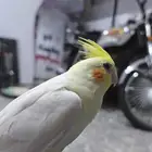 كروان عمر 4 شهور هدد داخلي اليف