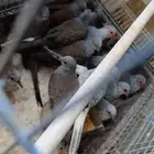 للبيع يمام إنتاج حضيره منتجين 7 أزواج