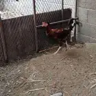 ديك كويتي اصل