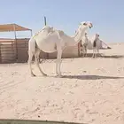 ناقه لقحه ثنيه .