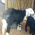 رخل طيبه طرف ضهرها مغلق سليمه من جميع الامراض صحتها شرط