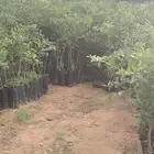مشتل الوافي للحمصيات