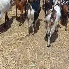 تيوس ثنيان تضحي من 800