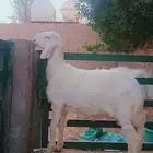 مشروع حري صنف الصنف