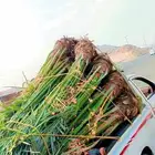 فسائل وجثايث للبيع بجميع انواعها وأشكالها