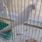 كروان البينو