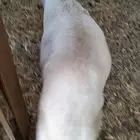 سواكل مرابي طيبه اليمامه الخرج