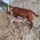 عنز مشروكه