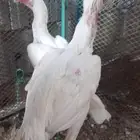 دجاج سندي المحارب ابيض صك