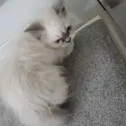 قطط للتبني